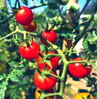pixabay_cherry-tomatoes-g694a73ca7_1920
